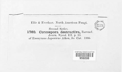 Pseudocercospora destructiva image